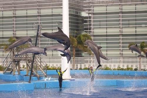 Photo: 
Valencia Spain Aquarium Dolphins
