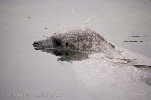 Photo: 
Valencia Grey Seal