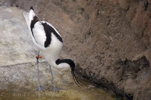 Photo: 
Valencia L Oceanografic Bird