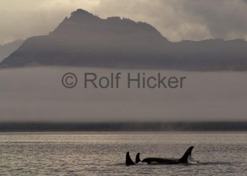 Photo: 
Vancouver Island Orca