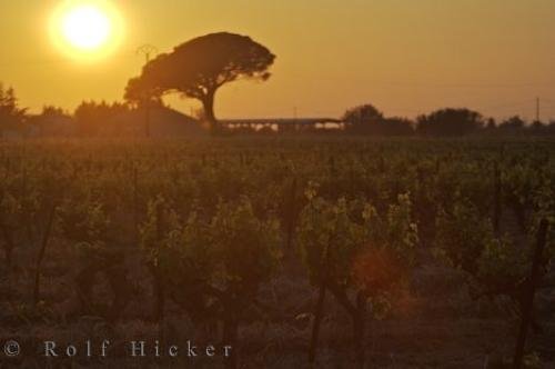 Photo: 
Vineyard Sunset Umbrella Tree Backdrop Provence France