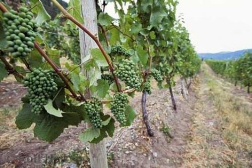 Photo: 
Vineyard Grapes