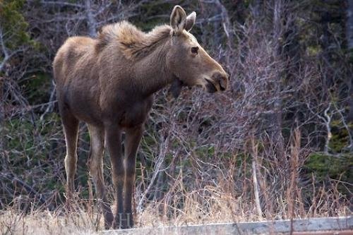 Photo: 
Wandering Moose Private Property Newfoundland