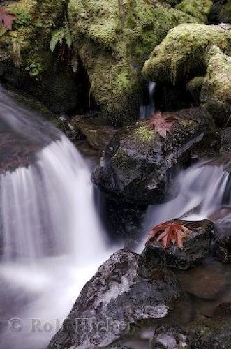 Photo: 
Forest Water Cycle Fall Photo