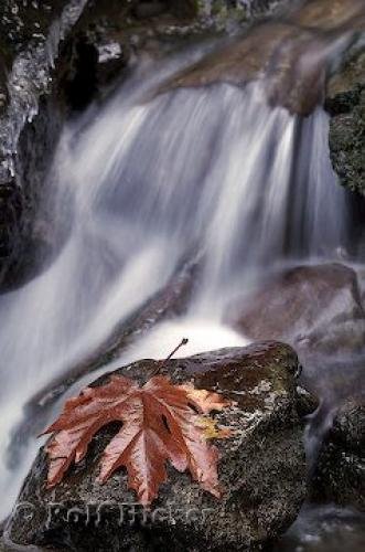 Photo: 
Waterfall And Fall Leaf Picture