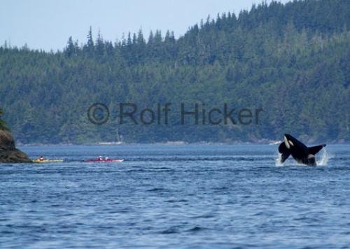 Photo: 
Whale Behavior