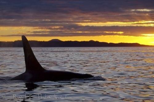Photo: 
Sunset Whale Watching Northern Vancouver Island