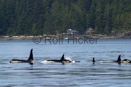 Photo: 
Whale Orca Lab