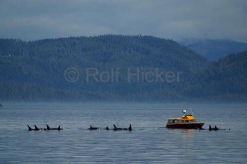 Photo: 
Whale Research Boat