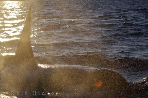Photo: 
Killer Whale Sunset Picture