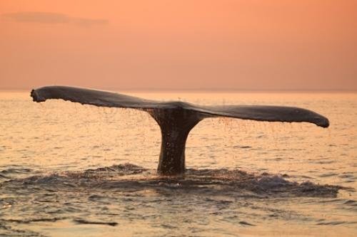 Photo: 
Whale Tail