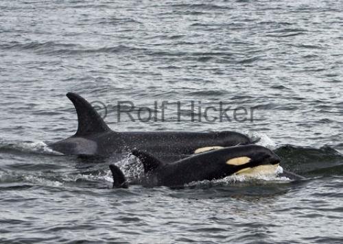 Photo: 
Whale Watching British Columbia Orcas