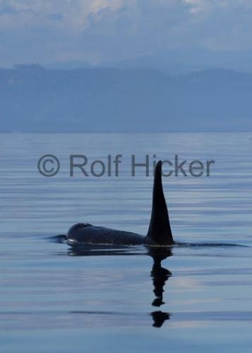 Photo: 
Whale watching british Columbia Orca Male