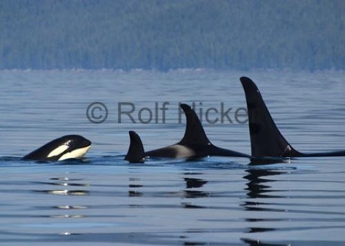 Whale Watching British Columbia Orca Family | Photo, Information