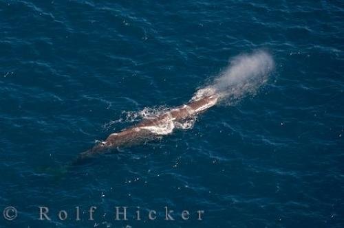 Photo: 
Whale Watching Flight Kaikoura NZ