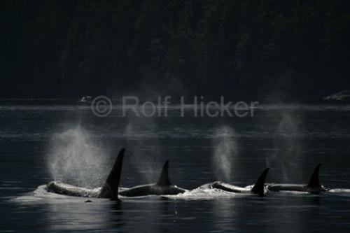 Photo: 
Whale Watching Johnstone Strait Family Pod