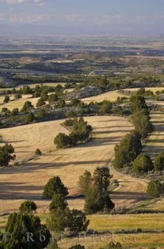 Photo: 
Wheat Fields