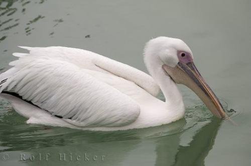 Photo: 
White Pelican Spain