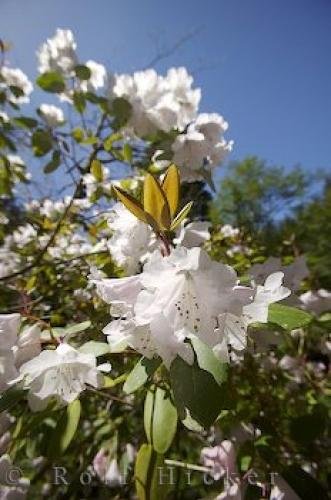 Photo: 
Picture Of A White Rhododendron Tree