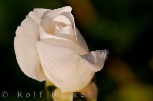 Photo: 
White Rose Picture