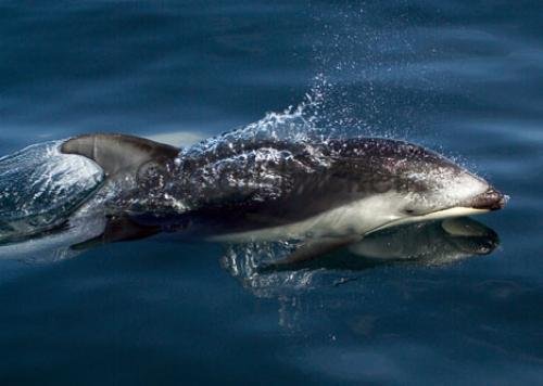 Photo: 
Wild Dolphins Pacific Vancouver Island