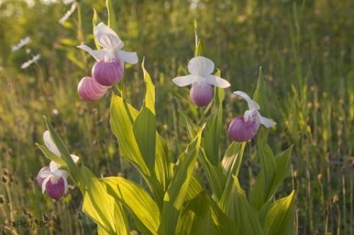 Photo: 
Wild Flowers