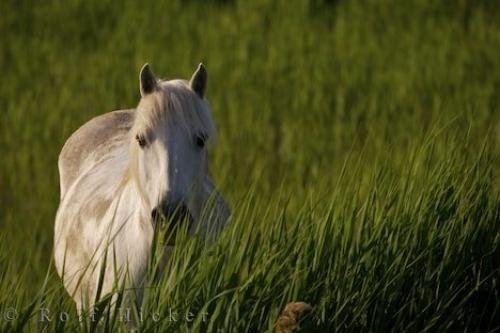 Photo: 
Wild Horse Picture