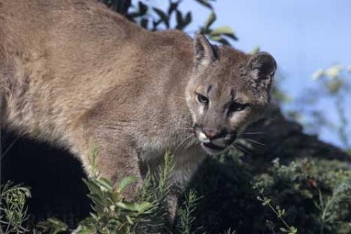 Photo: 
Wild Cougars