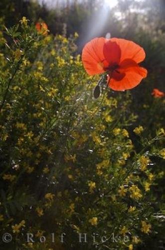 Photo: 
Wildflowers Poppies Village Moustiers Ste Marie Provence France