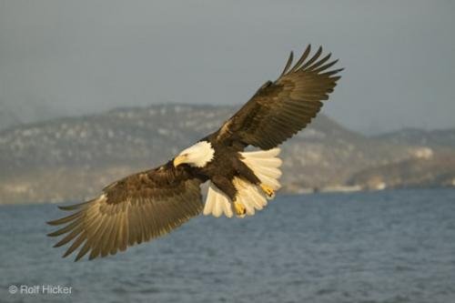 Photo: 
Wildlife Pictures Bald Eagle In Flight