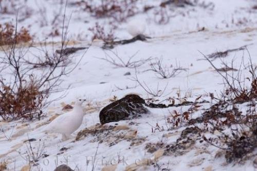 Photo: 
Willow Ptarmigan Bird Picture