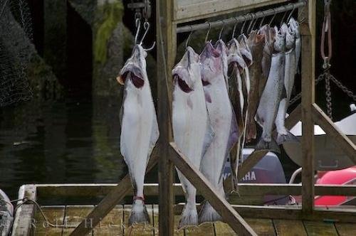 Photo: 
Winter Harbour Halibut And Salmon Fishing