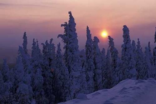 Photo: 
Sunset Frozen Winter Trees Alaska