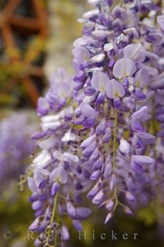 Photo: 
Wisteria Sinensis Picture