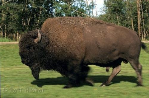 Photo: 
Wood Bison Alberta