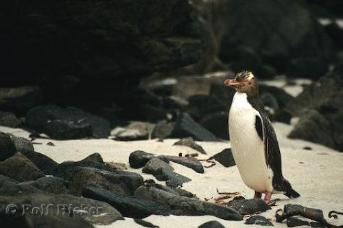 Photo: 
Yellow Eyed Penguin Bird Watching New Zealand