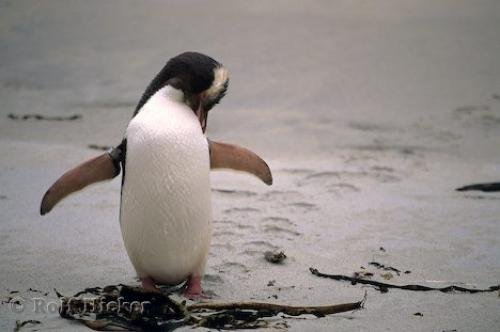 Photo: 
Yellow Eyed Penguin Sandy Beach Dunedin NZ