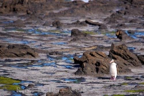Photo: 
Yellow Eyed Penguin Walk Curio Bay New Zealand