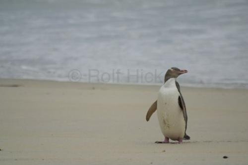 Photo: 
Yellow Eyed Penguin Otago Peninsula