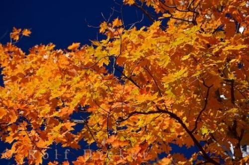Photo: 
Yellow Leaves Autumn Season