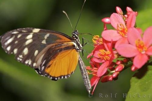 Photo: 
Pictures Of Butterflies