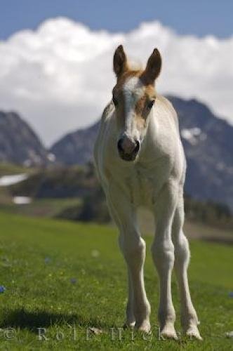 Photo: 
Young White Foal Pyrenees Mountain Pass Catalonia
