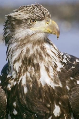 Photo: 
Young Bald Eagle