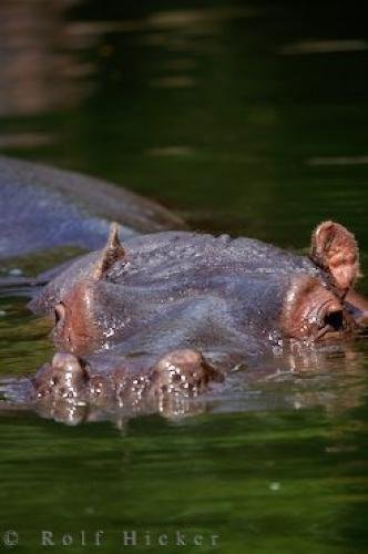 Photo: 
Zoo Hippopotamus Auckland New Zealand