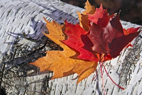 Photo: 
Fall Colors Rock Lake Ontario