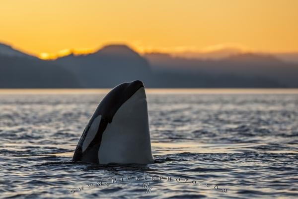 Photo: 
Spy hopping Orca Killer Whale Sunset