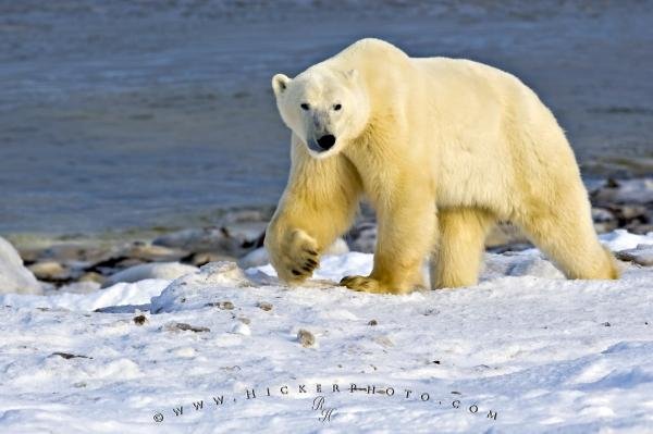 Photo: 
Polar Bear Arctic Habitat Hudson Bay Canada