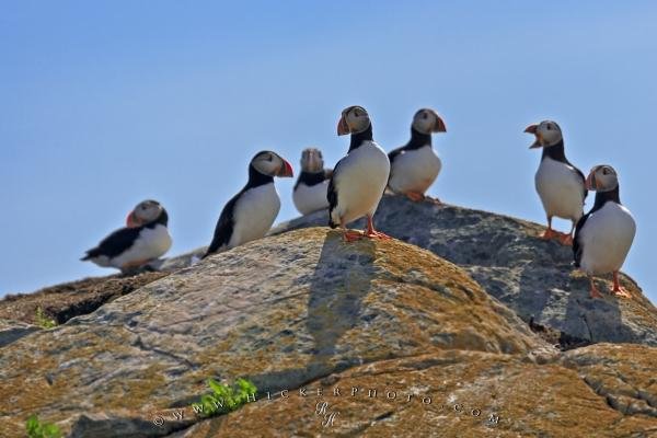 Photo: 
Atlantic Puffin Birds Island Bonavista Peninsula Newfoundland Labrador