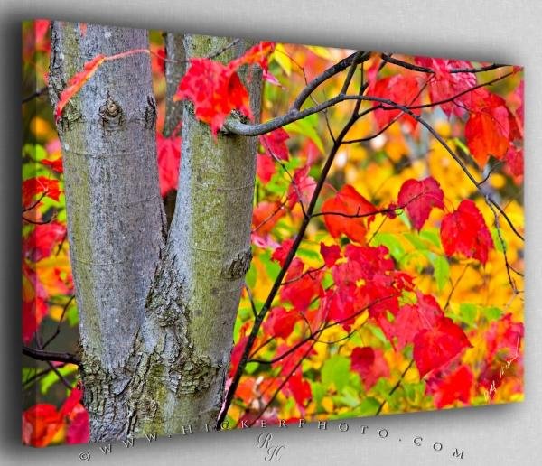 Photo: 
Autumn in Algonquin Provincial Park Canvas Fine Art Photo