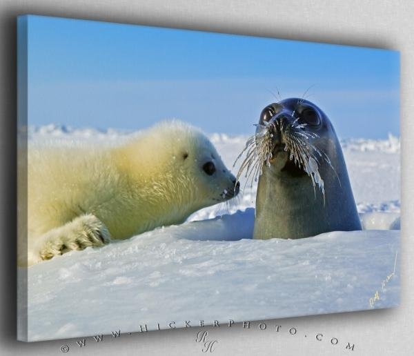 Photo: 
Mother and Baby Harp Seal Canvas Fine Art Photo